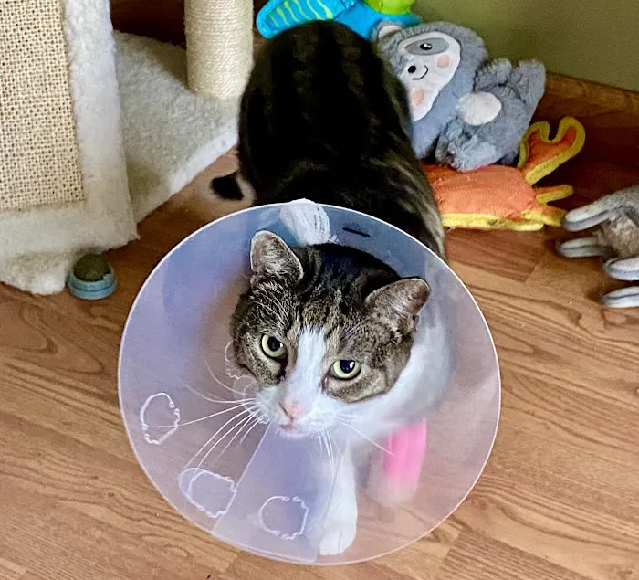 Urgent Paws: Pet Urgent Care Picture 2
