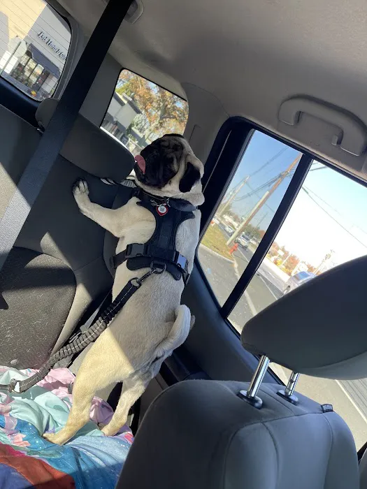 Urgent Paws: Pet Urgent Care Picture 7