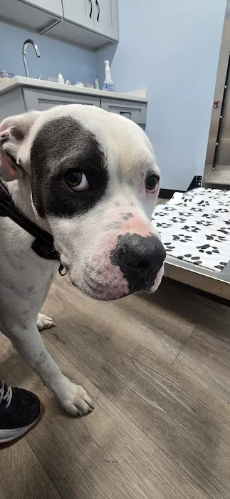 Urgent Paws: Pet Urgent Care Picture 4
