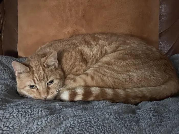 Urgent Paws: Pet Urgent Care Picture 6