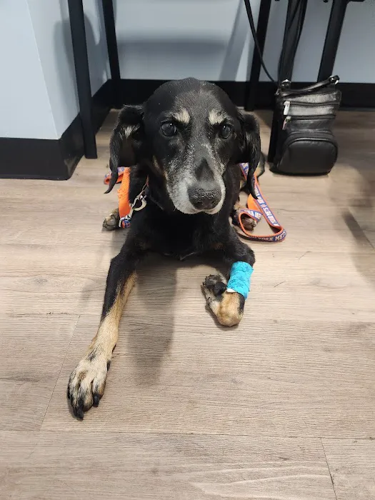 Urgent Paws: Pet Urgent Care Picture 5