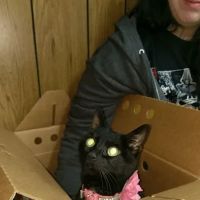 Town & Country Veterinary Services ico