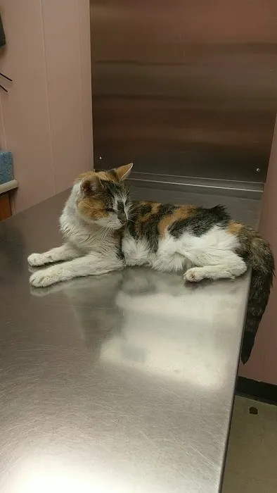 Town & Country Veterinary Services Picture 2