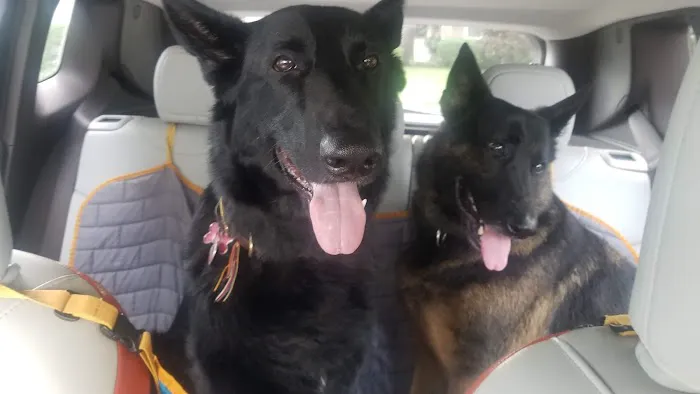 Town & Country Veterinary Services Picture 8