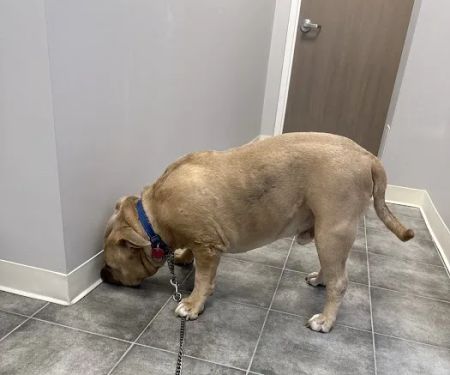 Monroe Parke Veterinary Hospital