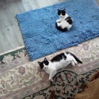 Chuck & Don's Pet Food & Supplies ico