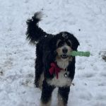Chuck & Don's Pet Food & Supplies