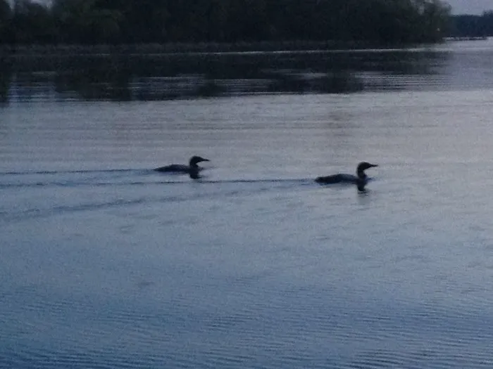 All Seasons Wild Bird Store Picture 5