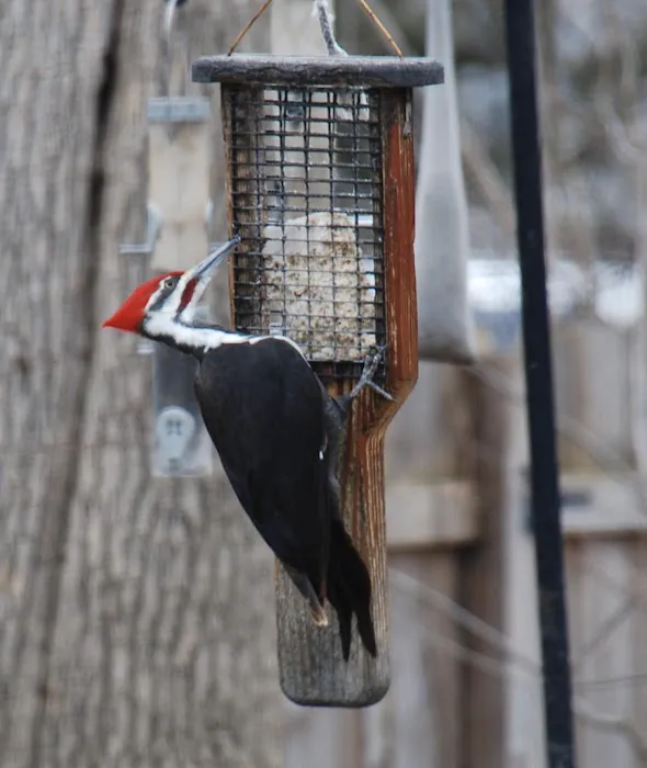 All Seasons Wild Bird Store Picture 6