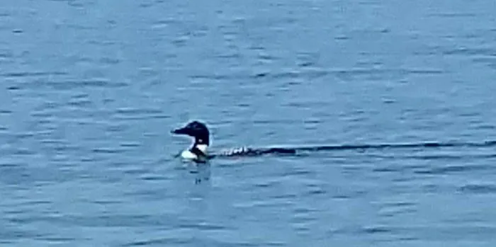 All Seasons Wild Bird Store Picture 3