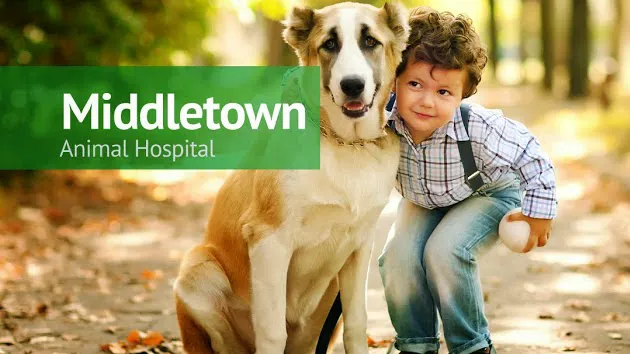 Middletown Animal Hospital Picture 6