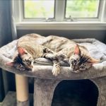 Middletown Animal Hospital