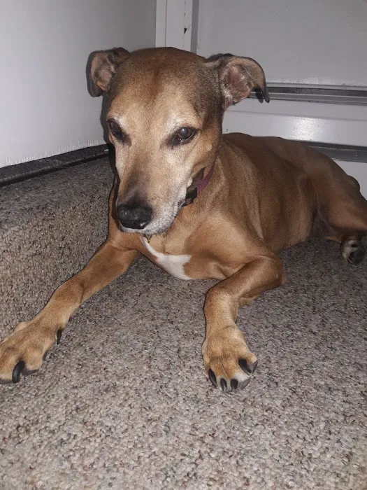 Middletown Animal Hospital Picture 8