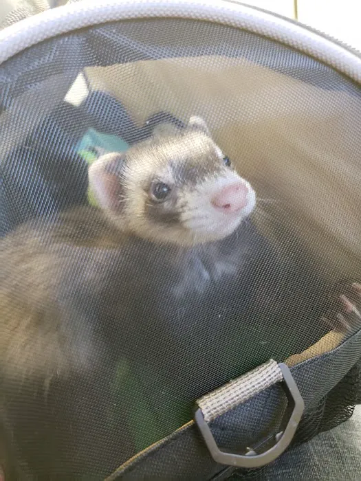 Middletown Animal Hospital Picture 10