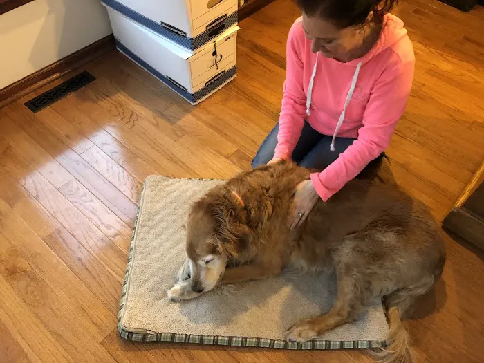 Animal Intuition Picture 7