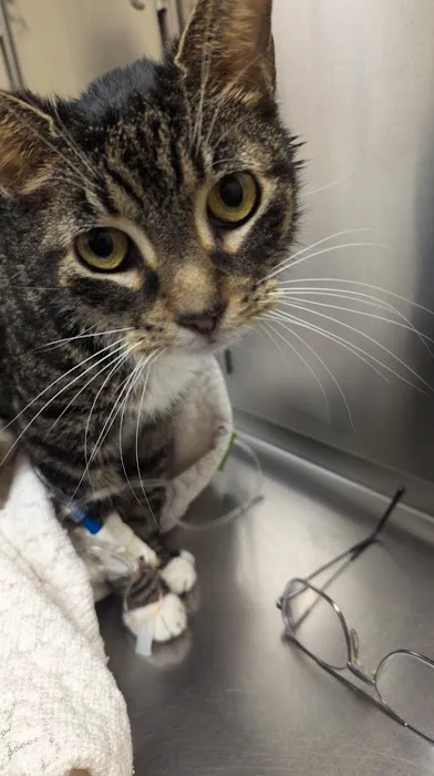 Middletown Animal Hospital: Velazquez Francisco DVM Picture 1