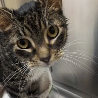 Middletown Animal Hospital: Velazquez Francisco DVM ico