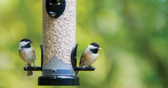 Wild Birds Unlimited Picture 5