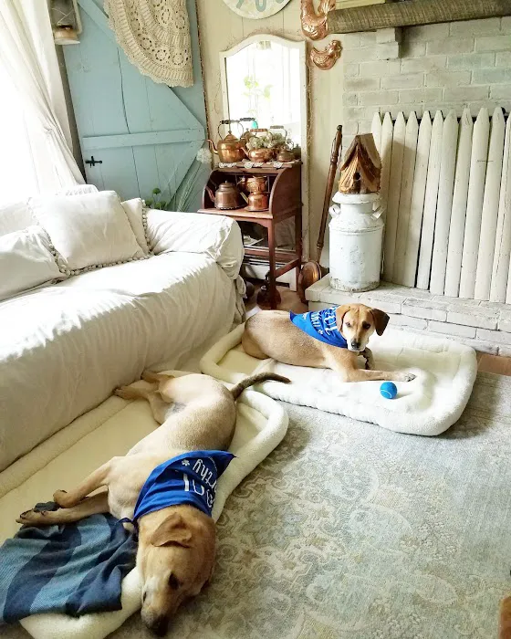 Carlson Pet Products Picture 9