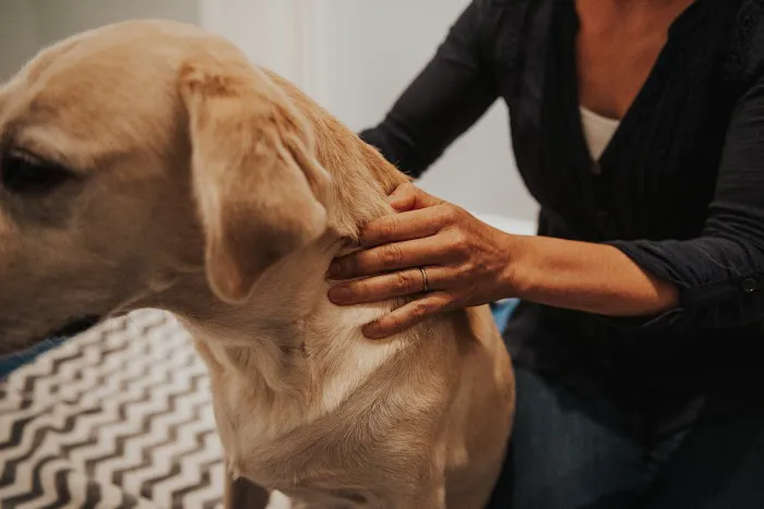 Copper Moon Veterinary Wellness Picture 2