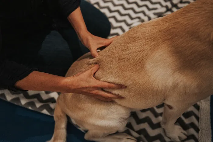 Copper Moon Veterinary Wellness Picture 9