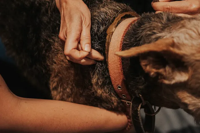 Copper Moon Veterinary Wellness Picture 6