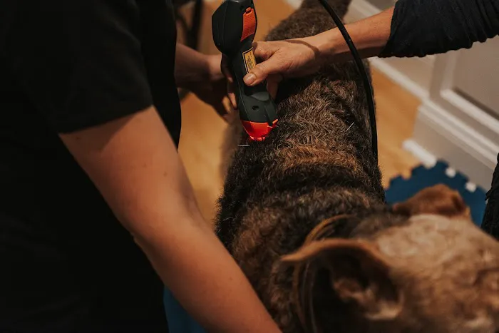 Copper Moon Veterinary Wellness Picture 8