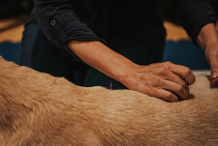 Copper Moon Veterinary Wellness Picture 5