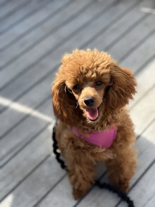 Chuck & Don's Pet Food & Supplies Picture 10