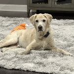 Jamesburg Veterinary Hospital