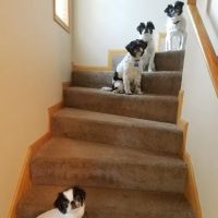 Chuck & Don's Pet Food & Supplies ico