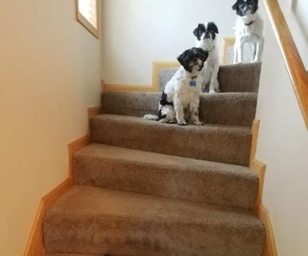 Chuck & Don's Pet Food & Supplies