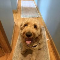 Martinsville Veterinary Hospital ico