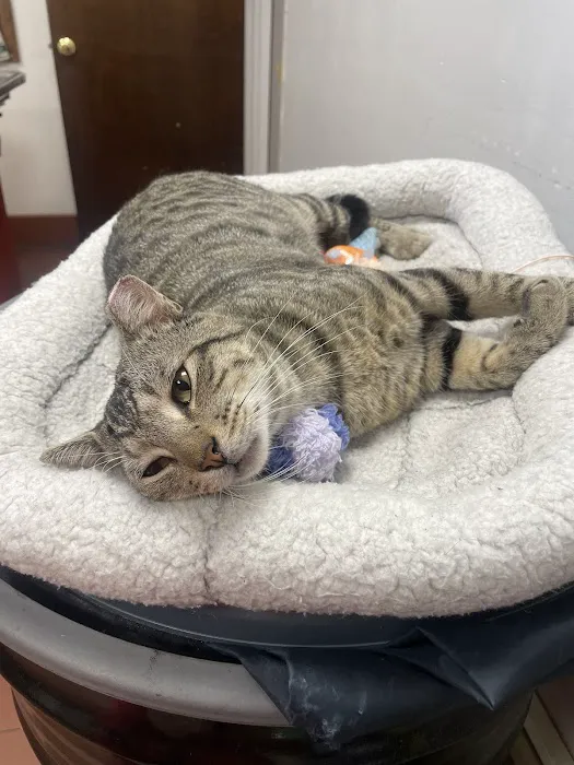 Martinsville Veterinary Hospital Picture 5