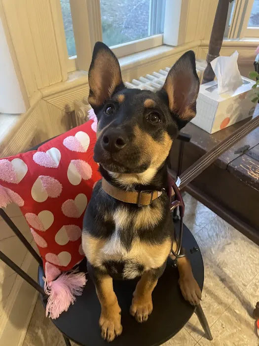 Martinsville Veterinary Hospital Picture 10