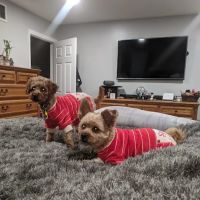 Banfield Pet Hospital ico