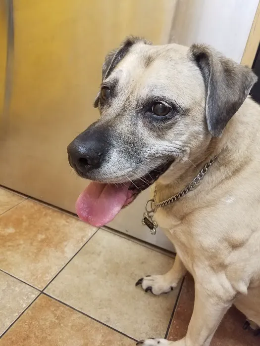 Banfield Pet Hospital Picture 7