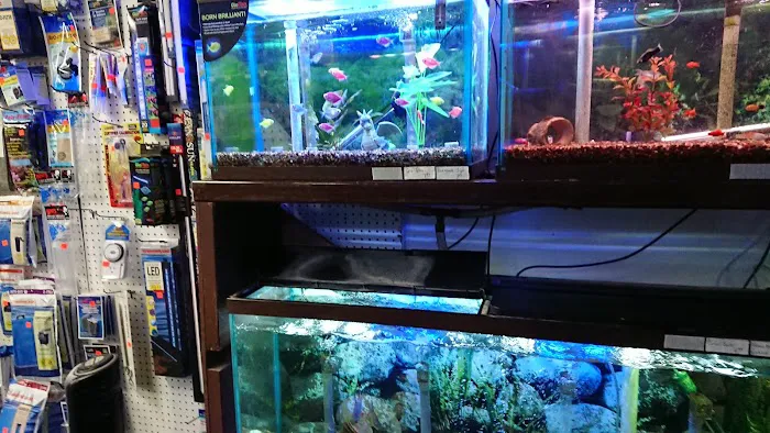 Indoor Fins Aquatic Pets Picture 3
