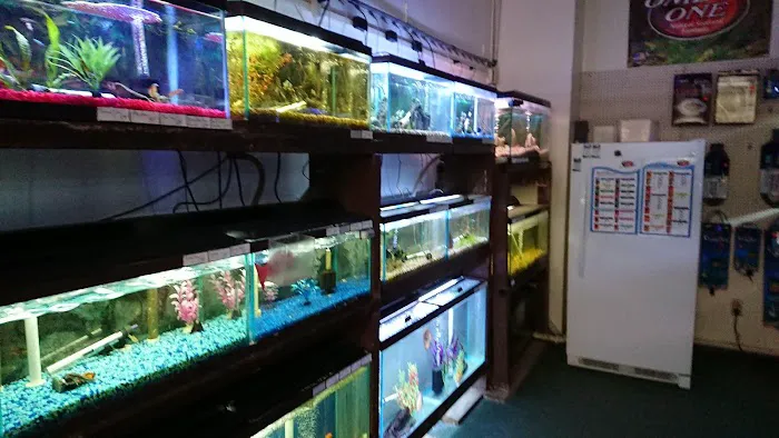 Indoor Fins Aquatic Pets Picture 6
