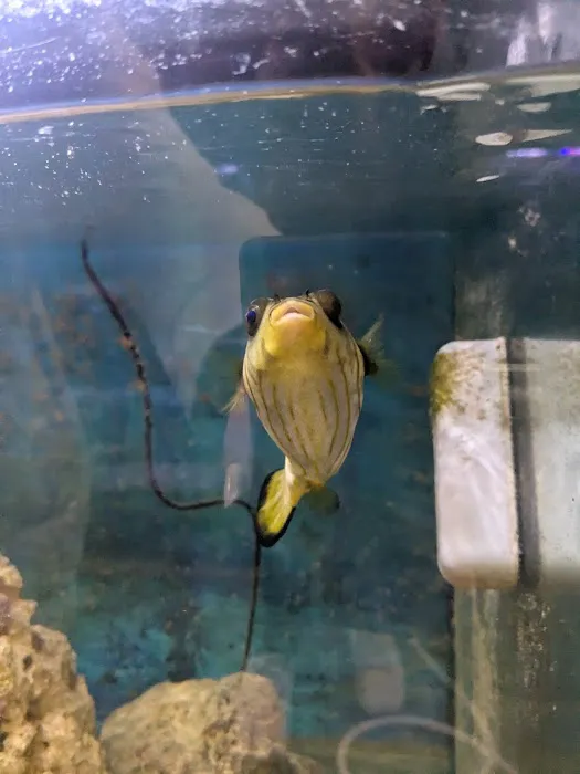 Indoor Fins Aquatic Pets Picture 9