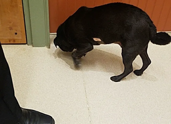 Basking Ridge Animal Hospital Picture 1