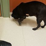 Basking Ridge Animal Hospital