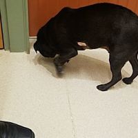 Basking Ridge Animal Hospital ico