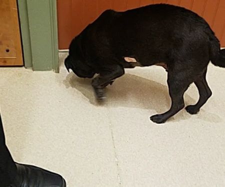 Basking Ridge Animal Hospital