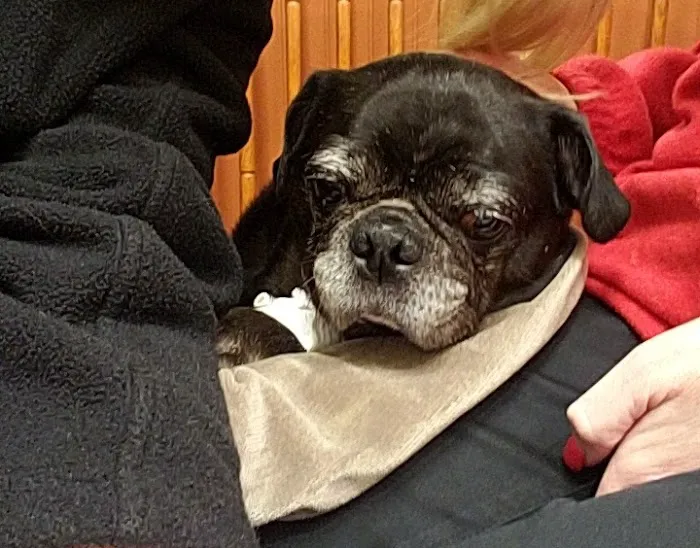 Basking Ridge Animal Hospital Picture 2