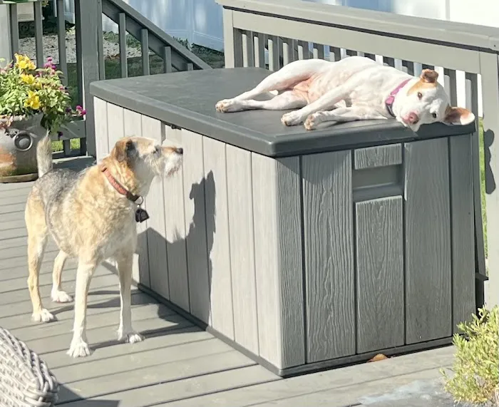 Basking Ridge Animal Hospital Picture 10