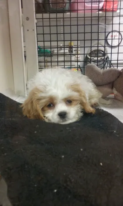 Faribault Animal Center Picture 7