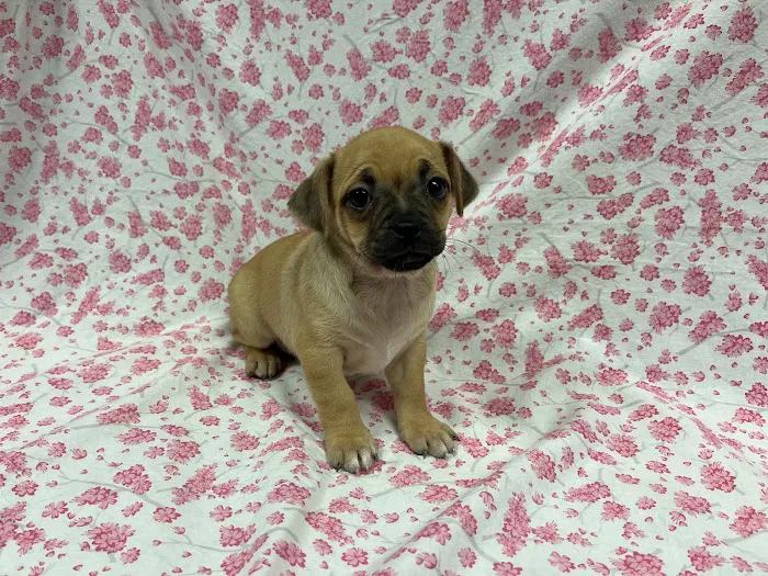 Faribault Animal Center Picture 10