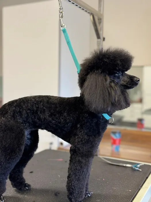 Pet Clips Professional Grooming Salon, LLC Picture 1