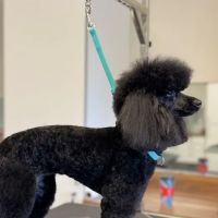 Pet Clips Professional Grooming Salon, LLC ico